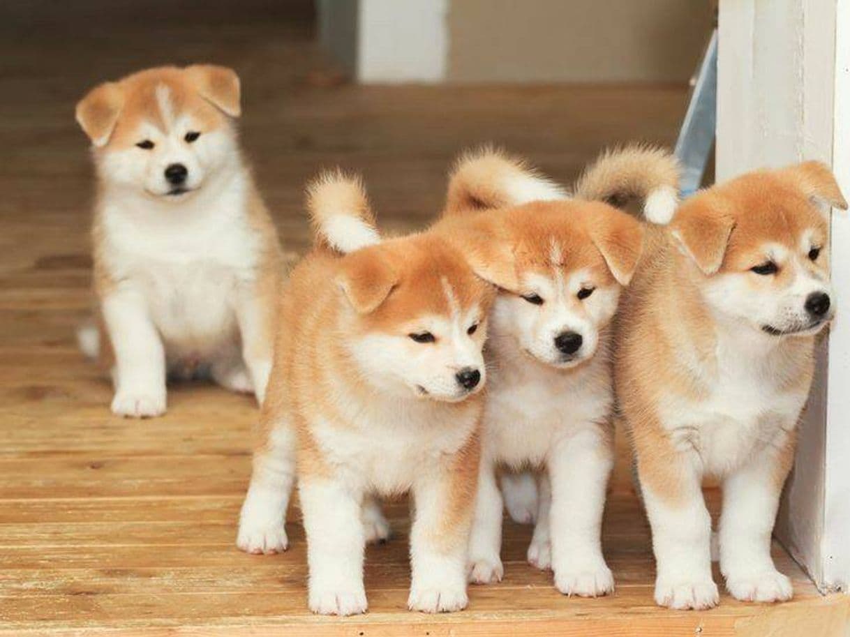 Moda Akita Inu