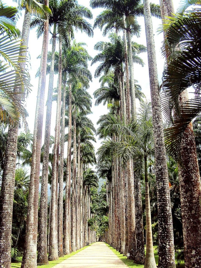 Lugar Jardim Botânico