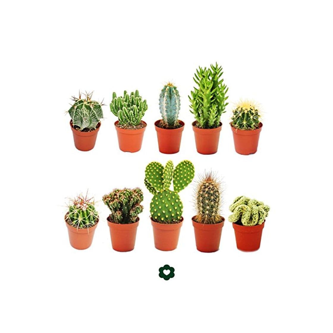 Product Set of 10 different cactus 5