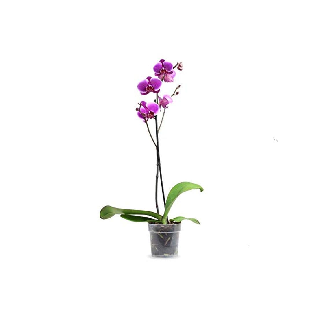 Producto Orquídea Phalaenopsis