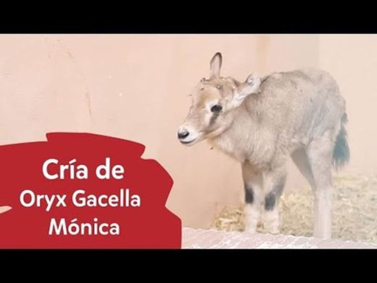 Fashion Nacimiento de la pequeña Oryx Gazella Mónica - YouTube