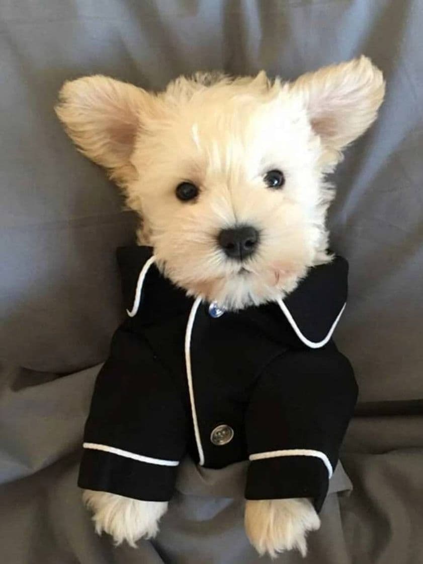 Moda Top de Pijama para perro