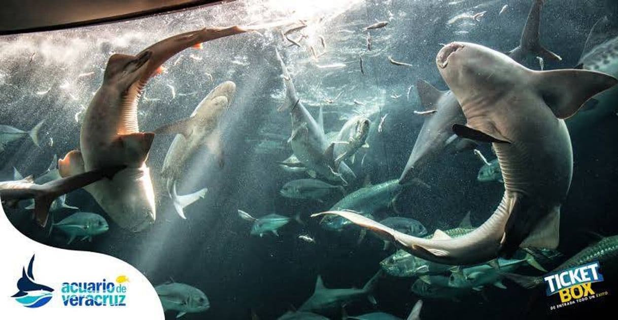 Lugar Acuario de Veracruz