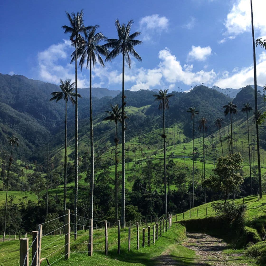 Restaurants Valle Del Cocora