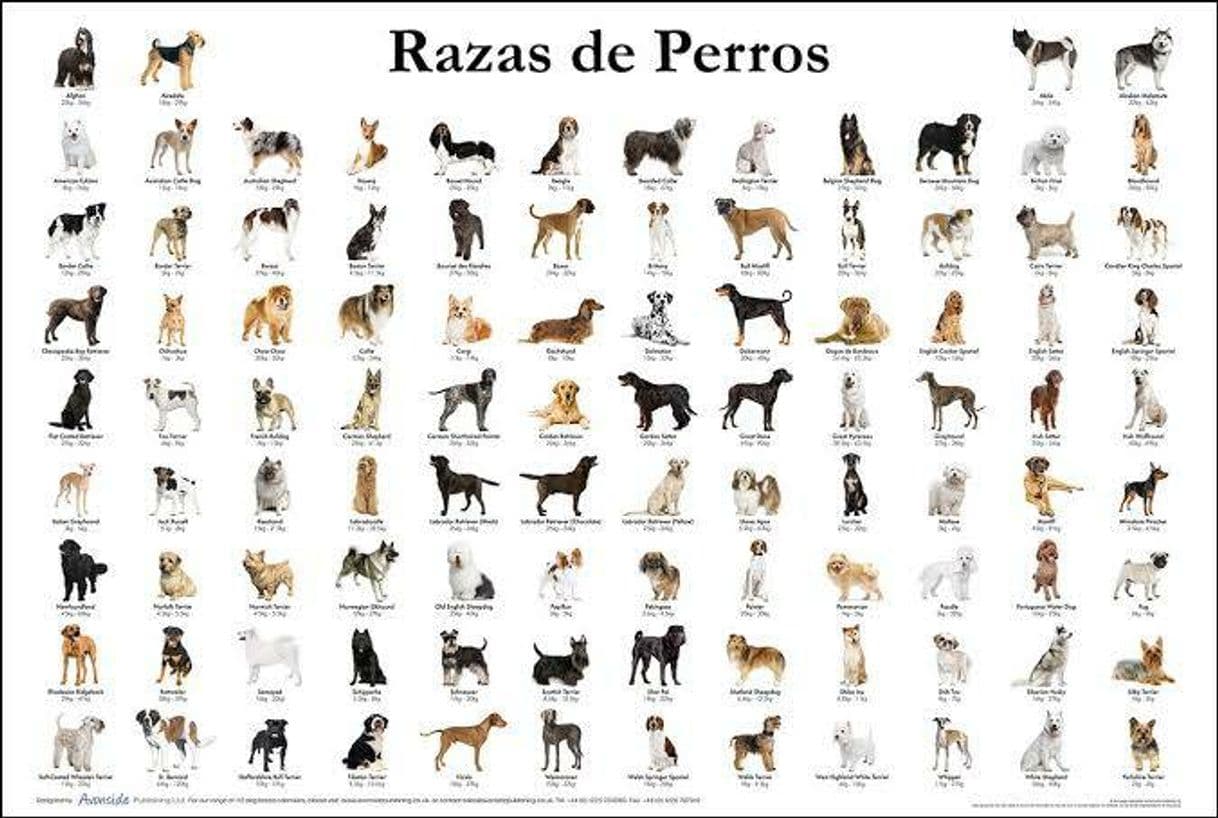 Moda Razas de perros 🤩🐶