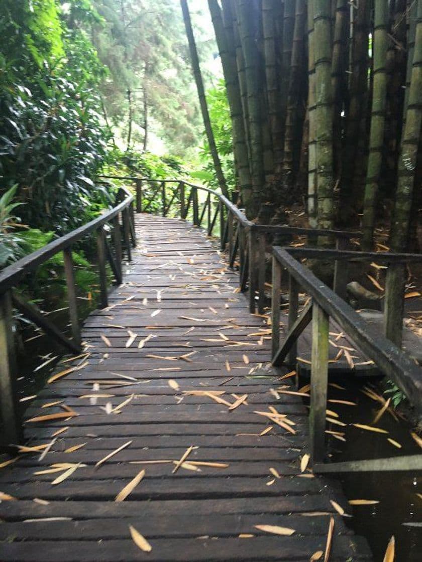 Lugar Jardín Botánico La Laguna