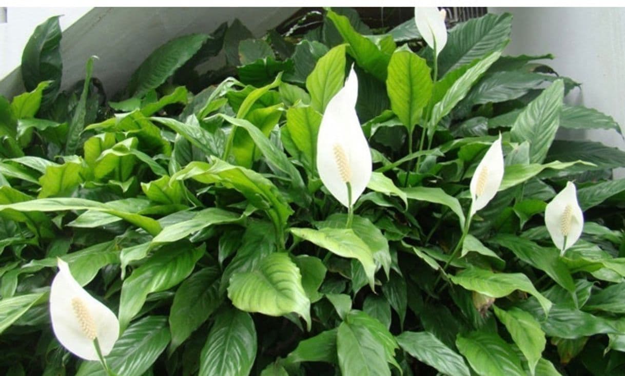 Product 50pcs del lirio blanco de las semillas del valle Convallaria majalis perenne de flores del jardín de las semillas de flor de Bonsai Hermosa planta de bricolaje