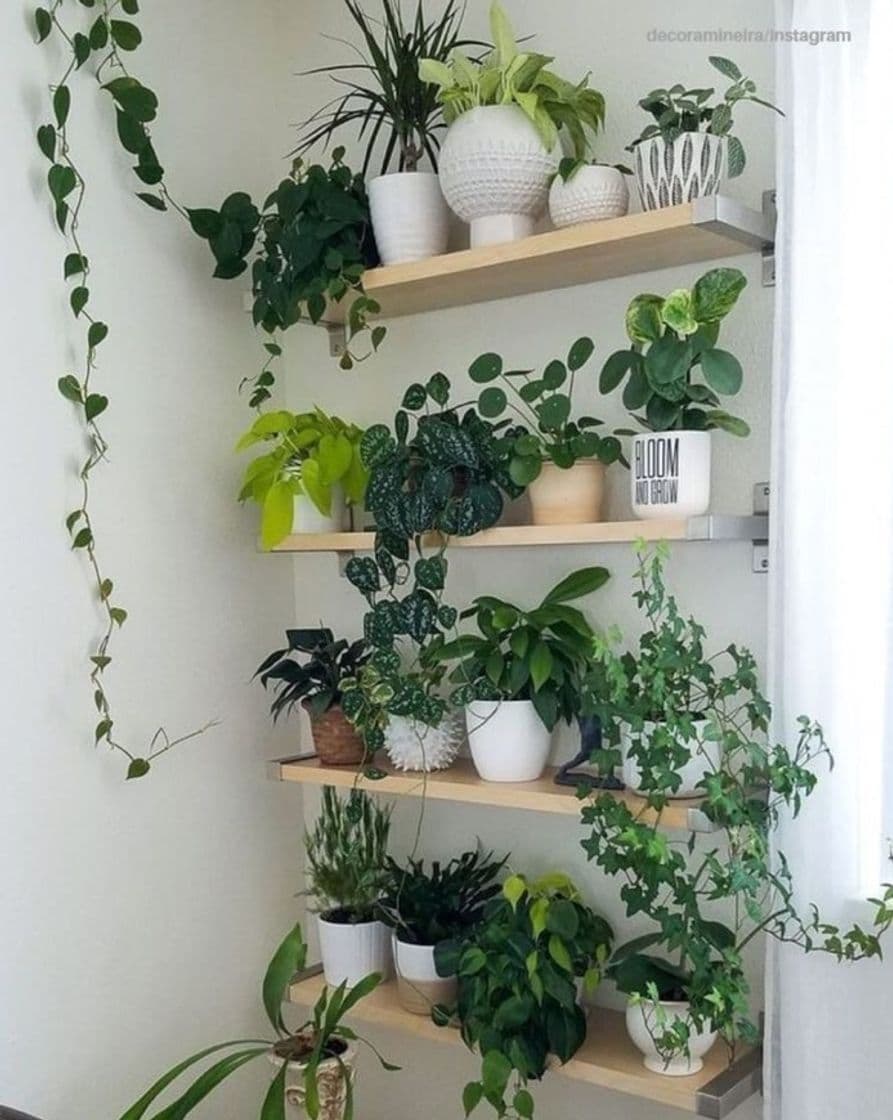 Moda Ideas para tener plantas con estilo en tu casa