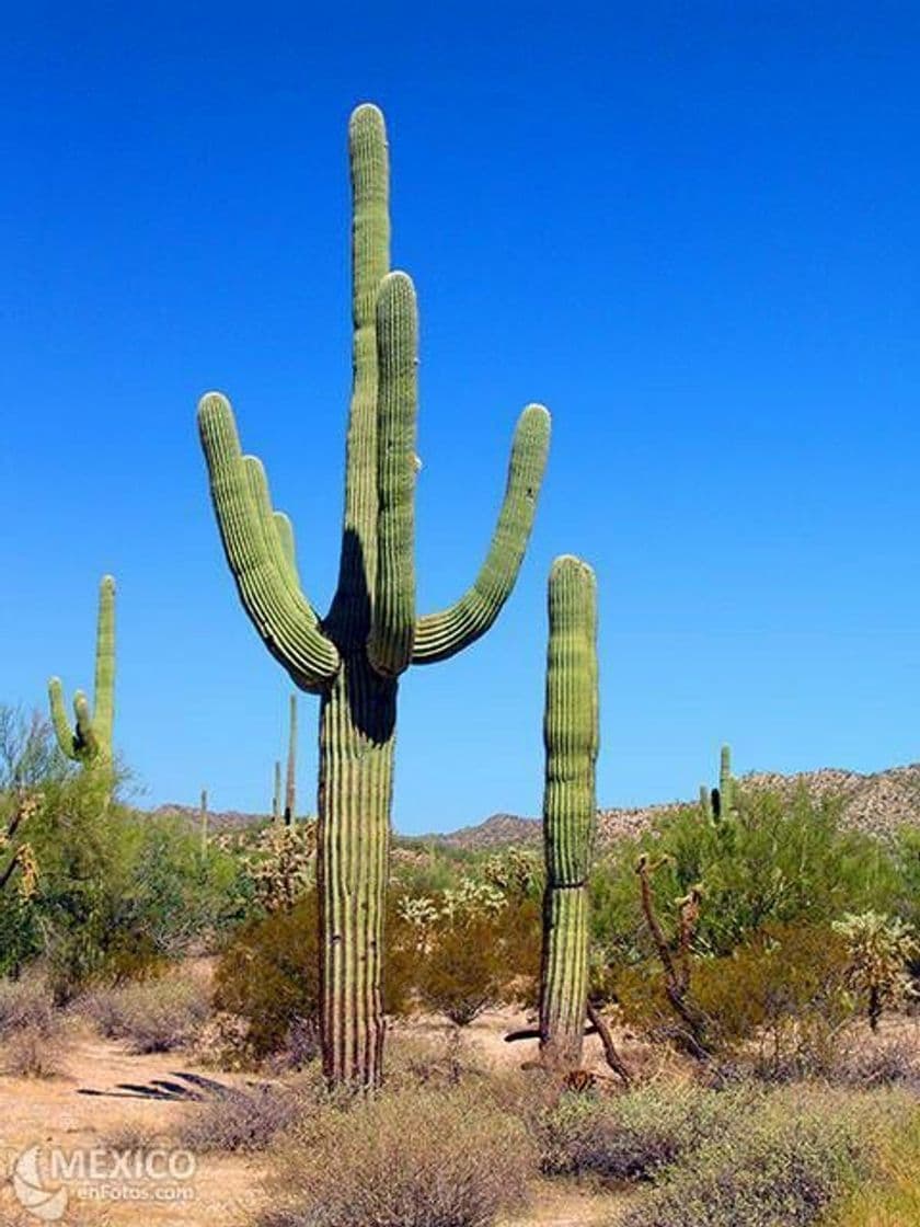 Lugar Desierto de Altar