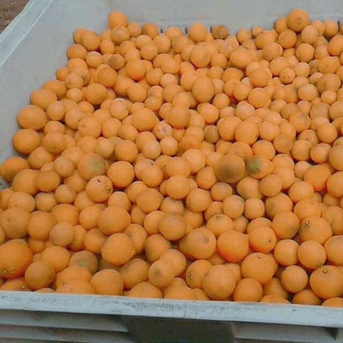 Fashion Cosechas de NARANJAS EN chile - suscríbete al  canal YouTube