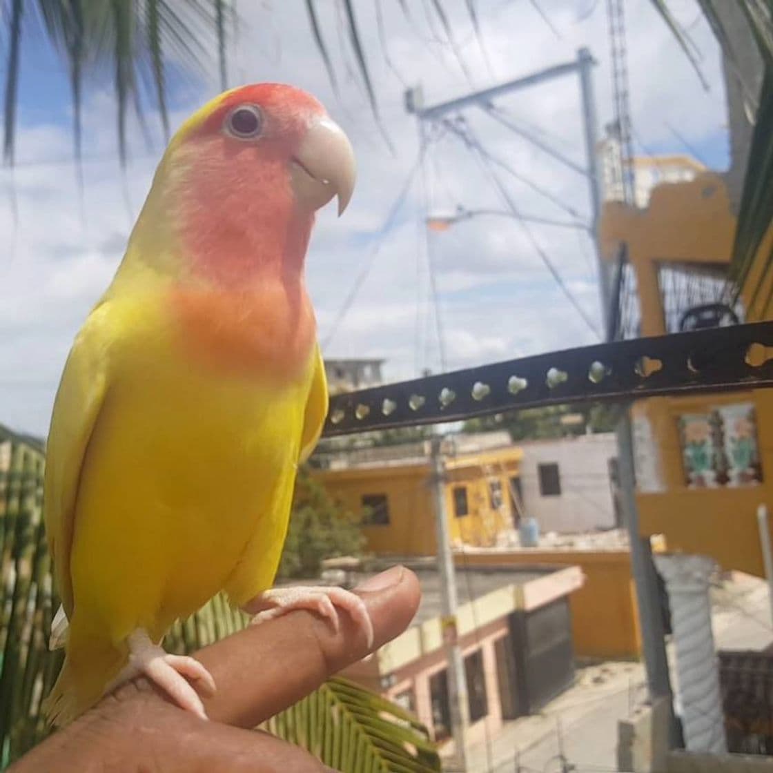 Moda Agapornis lo dejo salir al aire libre, mira que pasa