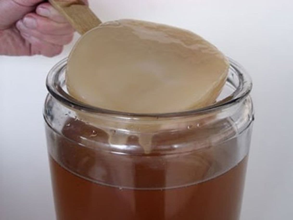 Producto Disco SCOBY Kombucha