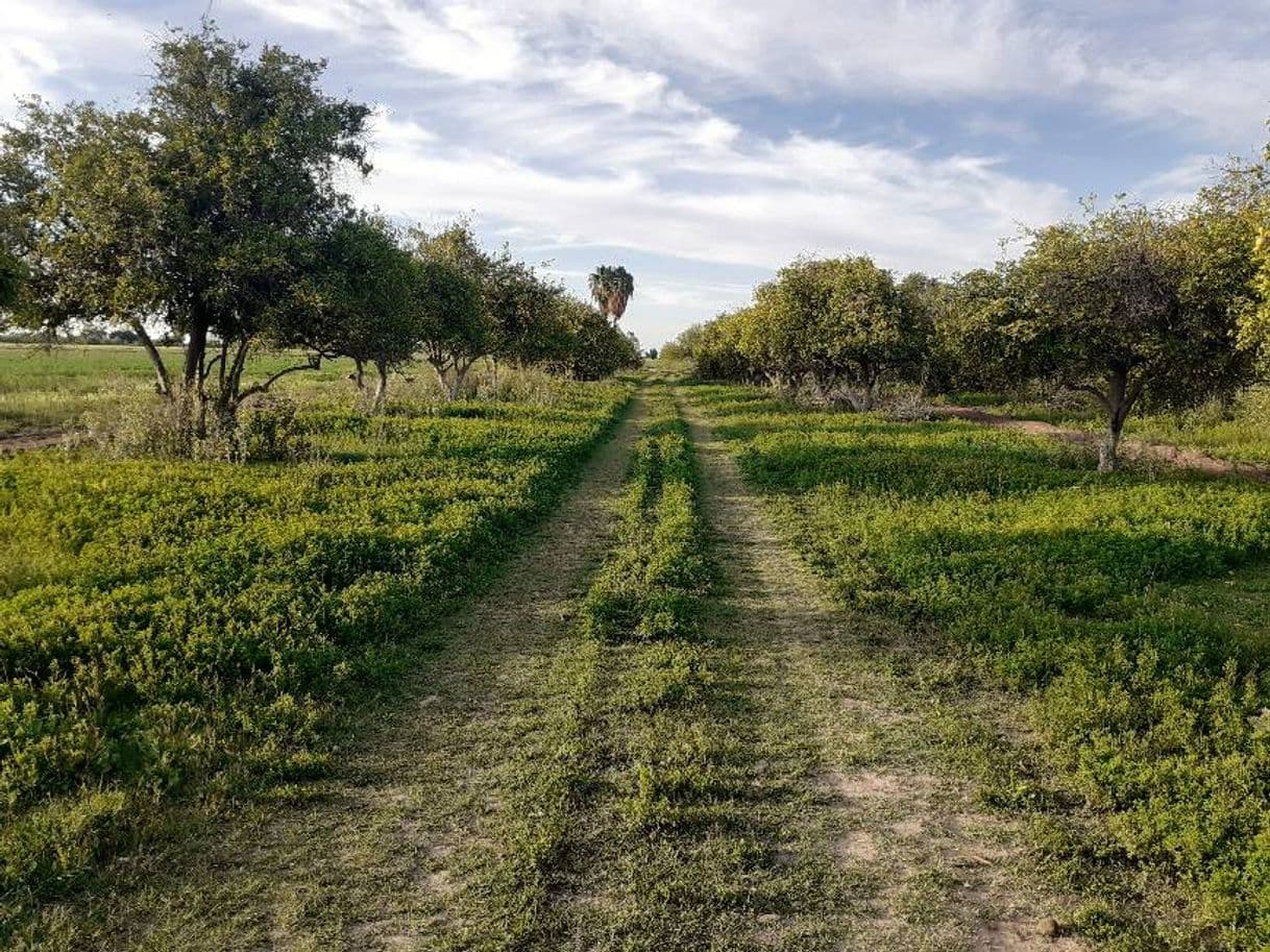 Place Valle de Mexicali