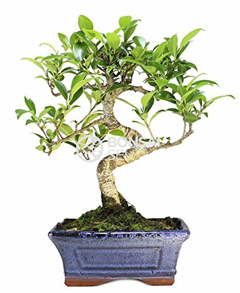 Product Bonsai - Ficus, 6 Años