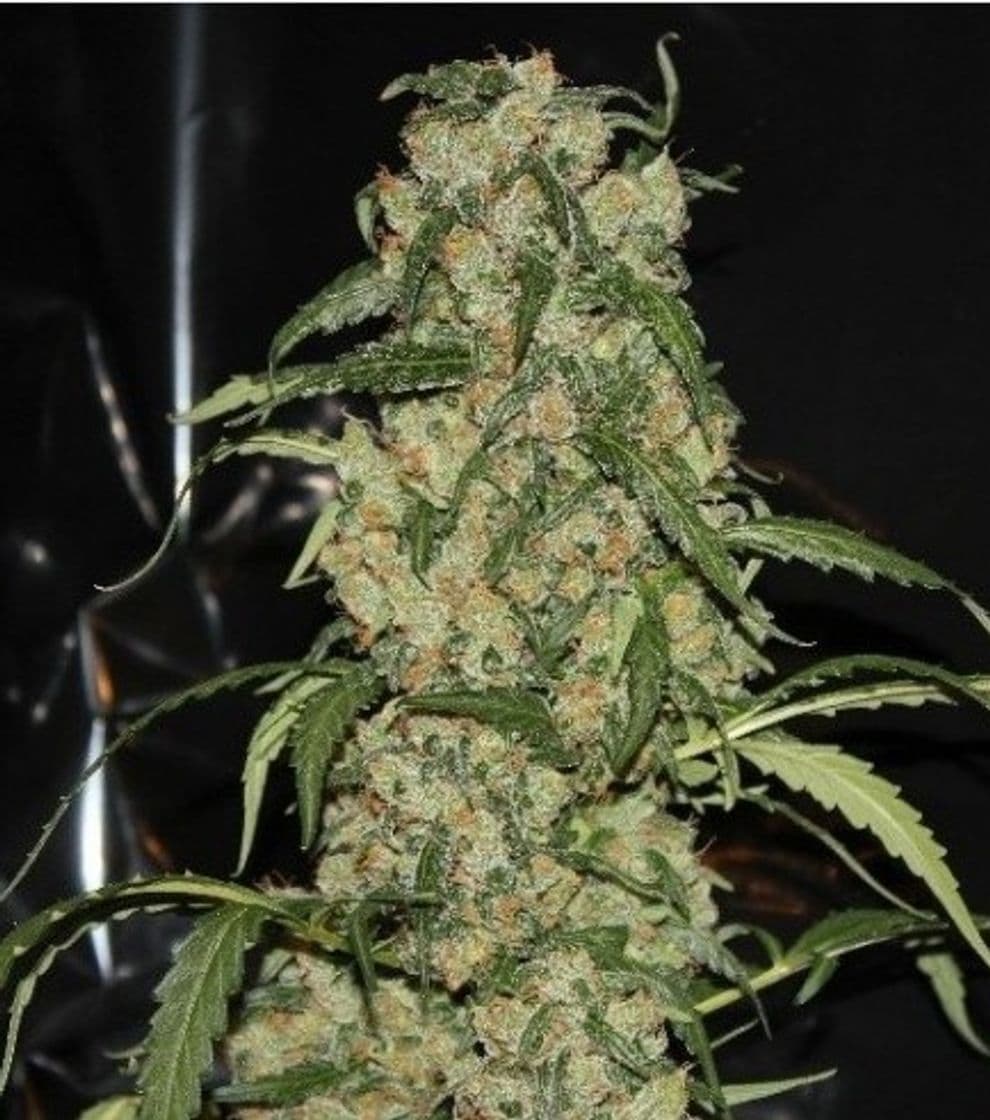 Fashion Blue Grape Dream - Información De Variedad - Cannaconnection.com