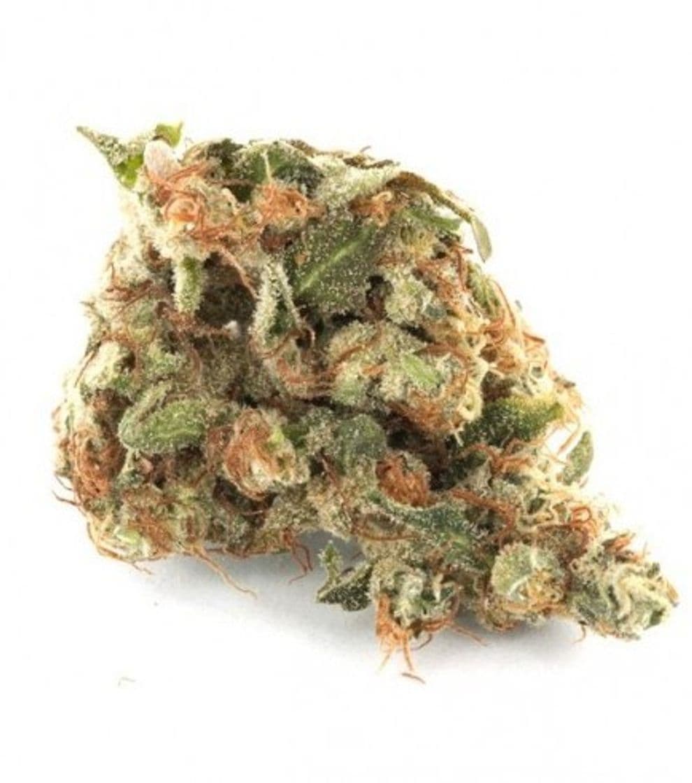 Fashion Girl Scout Cookies - Información De Variedad - Cannaconnection.com