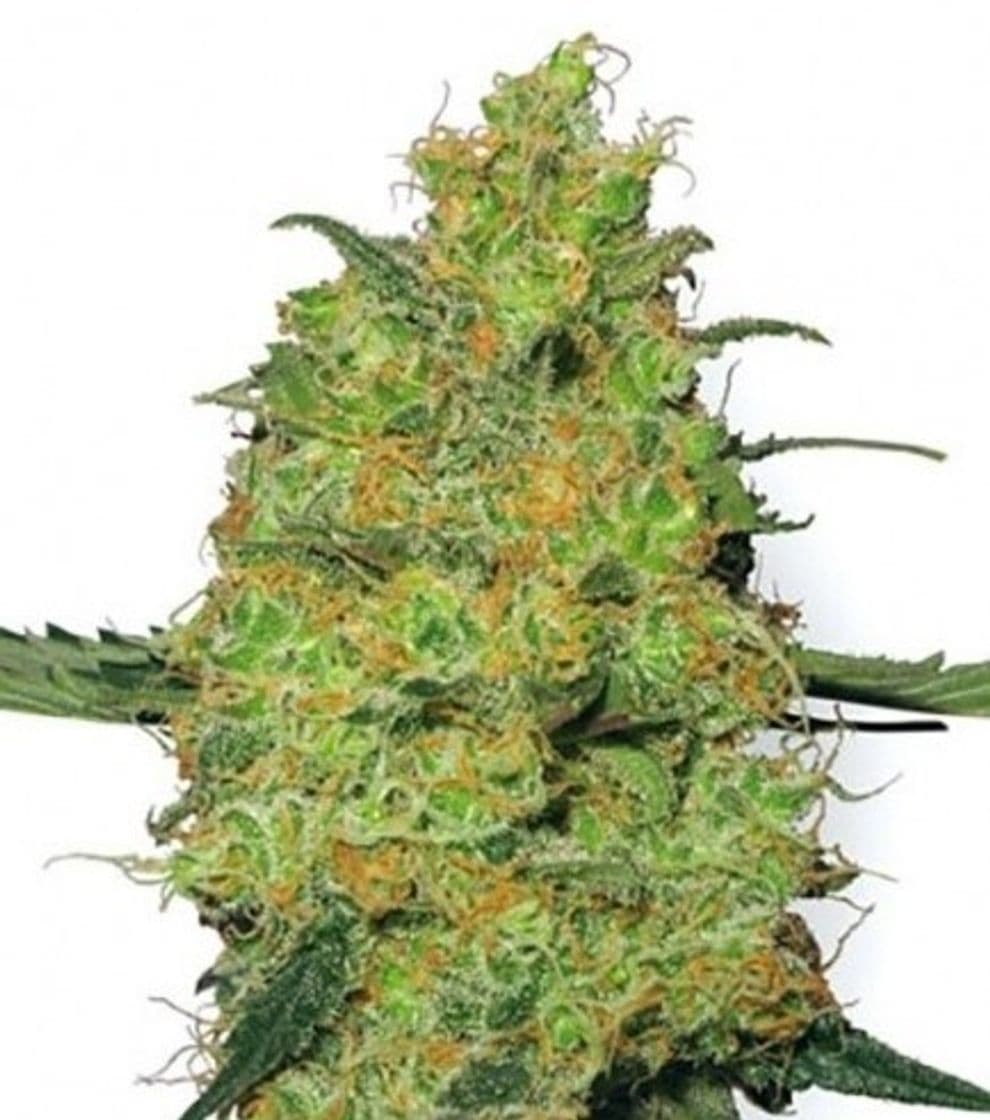 Moda Monster - Información De Variedad - Cannaconnection.com