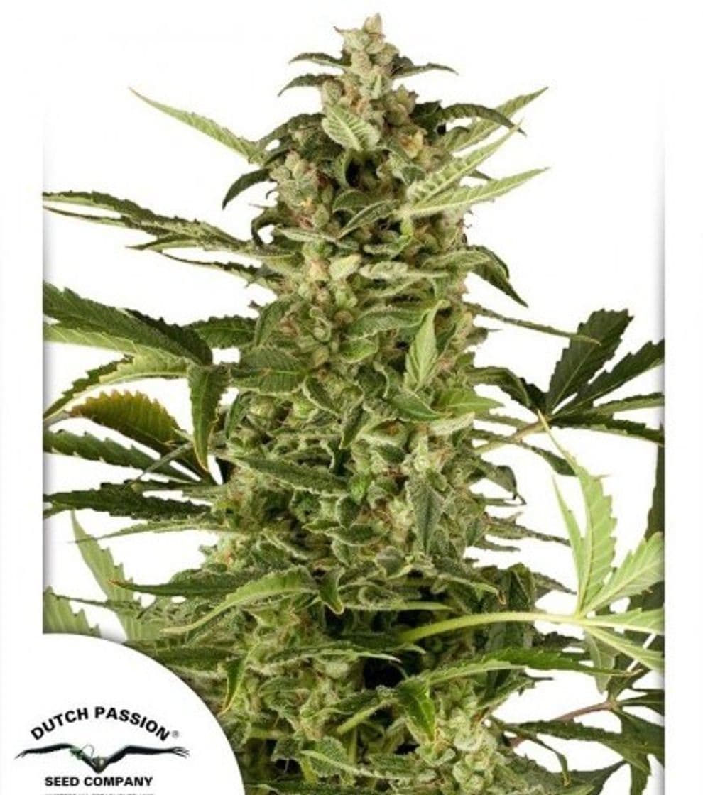 Moda Dutch Haze - Información De Variedad - Cannaconnection.com