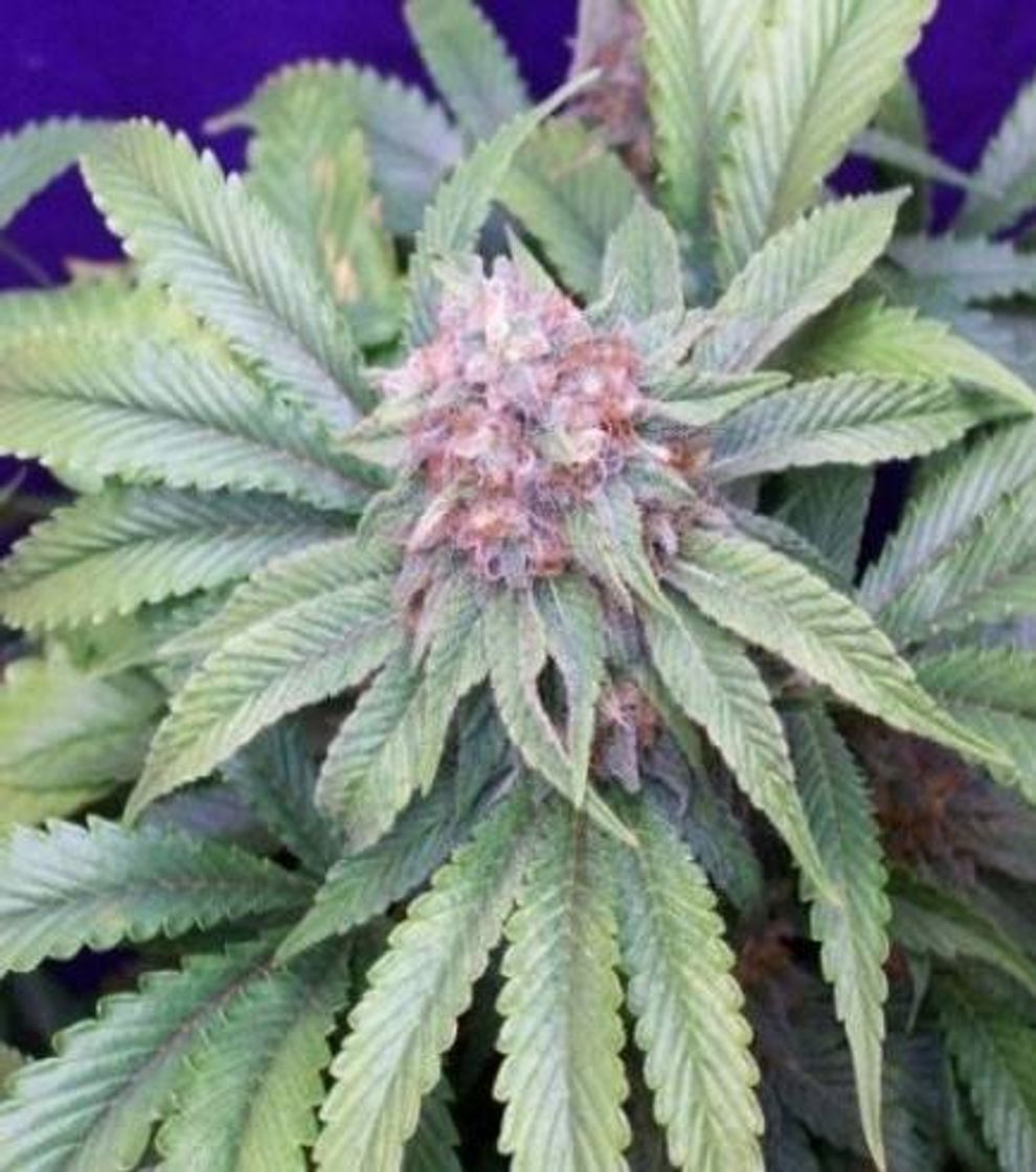 Moda G13 Widow - Información De Variedad - Cannaconnection.com