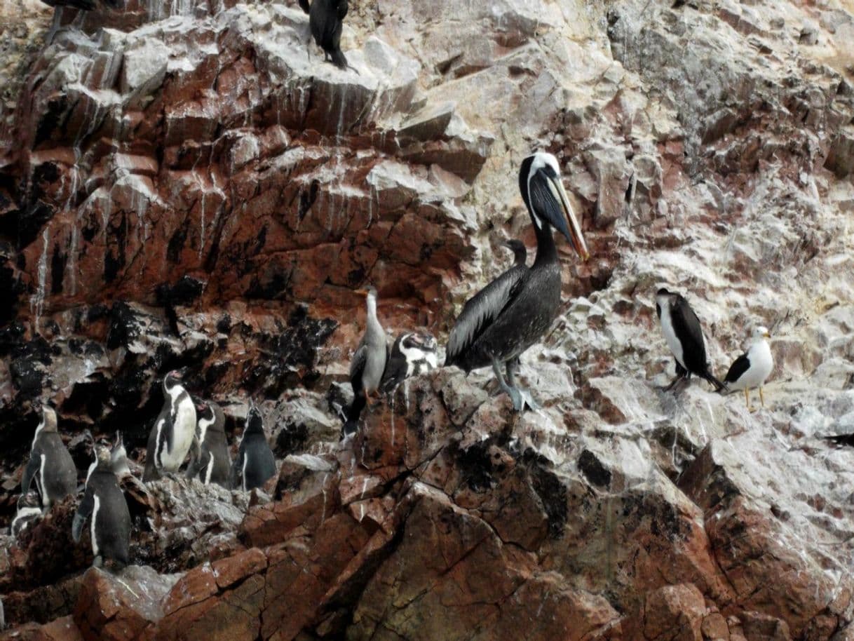 Place Candelabro Travel (Islas Ballestas)