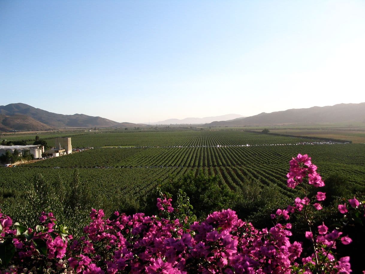 Lugar Valle de Guadalupe