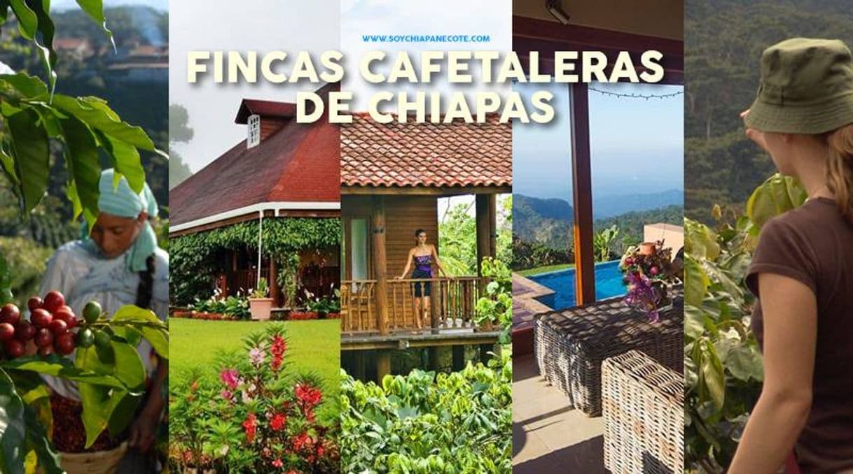 Lugar Los Cafetales