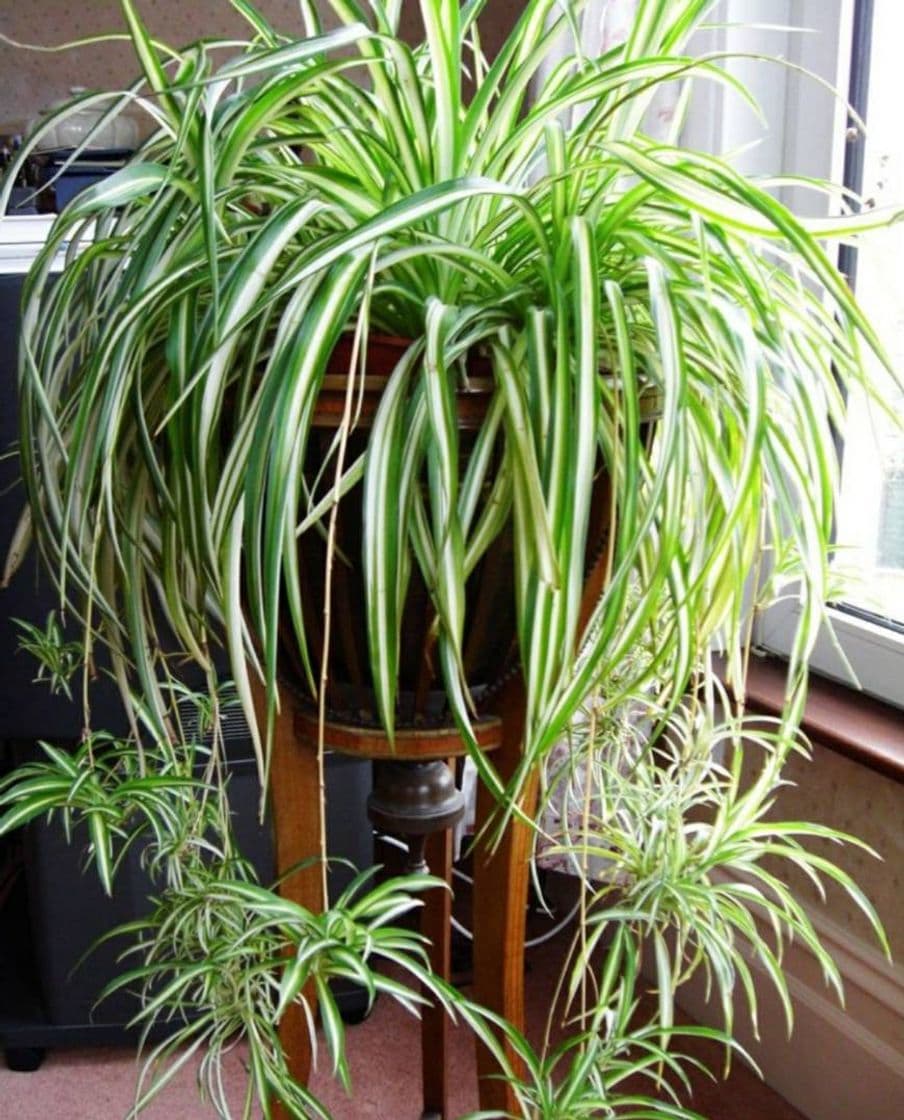 Producto Wmchiwan 2Pcs Chlorophytum Comosum Imitación Vegetación Hogar Hotel Decoración Artificial Araña Planta