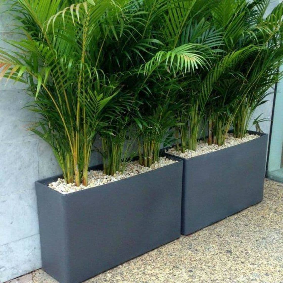 Product Planta de interior de Botanicly - Palma Areca - Altura