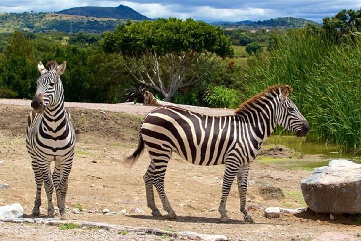 Lugar Africam Safari