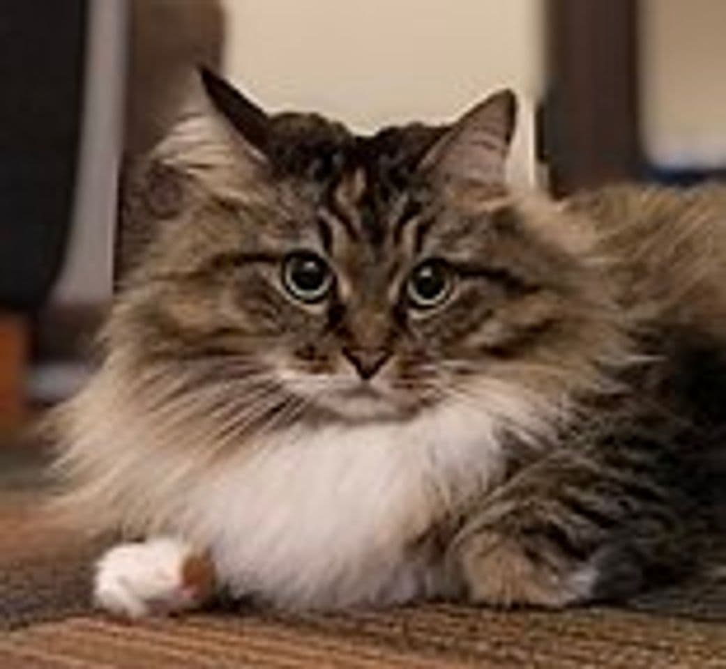 Fashion Siberian cat - Wikipedia