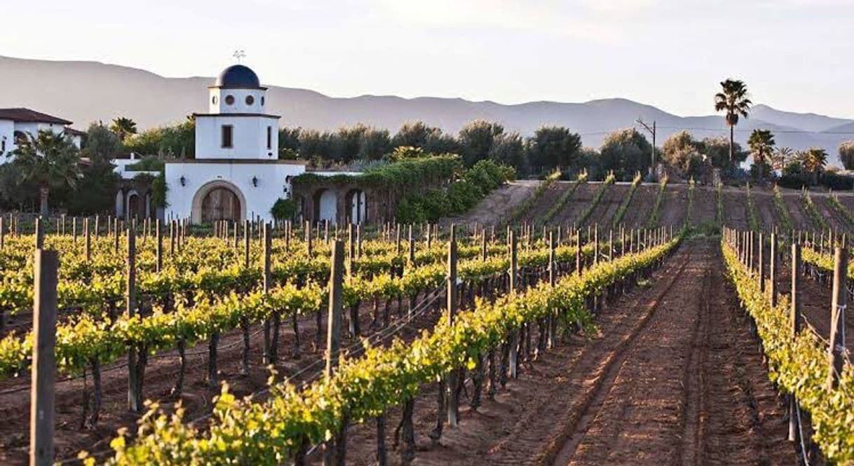 Place Valle de Guadalupe