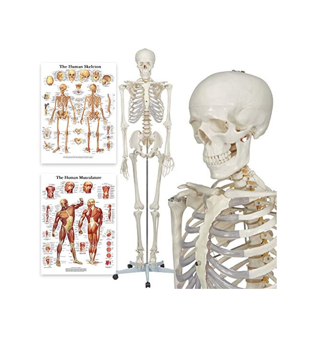 Product Elementary Anatomy 1021930, Modelo Anatómico de Esqueleto Humano, Incluyendo dos Gráficos