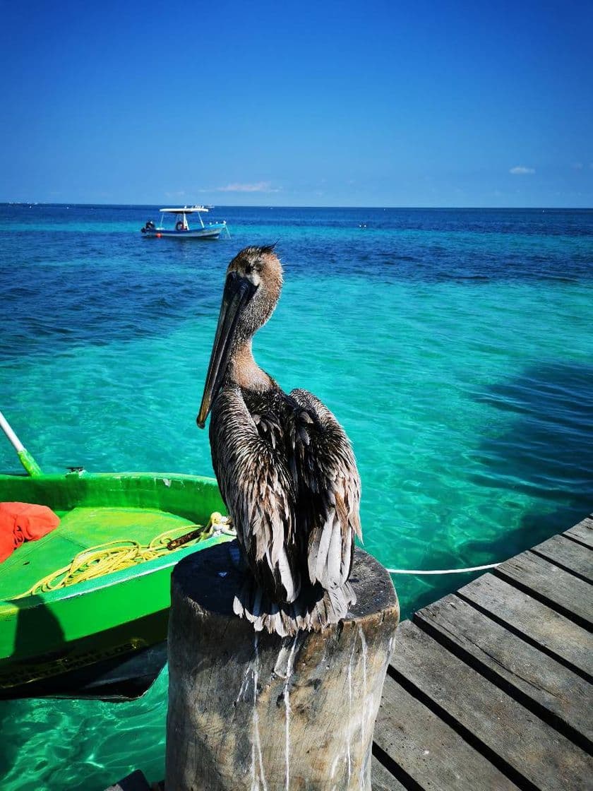 Lugar Puerto Morelos