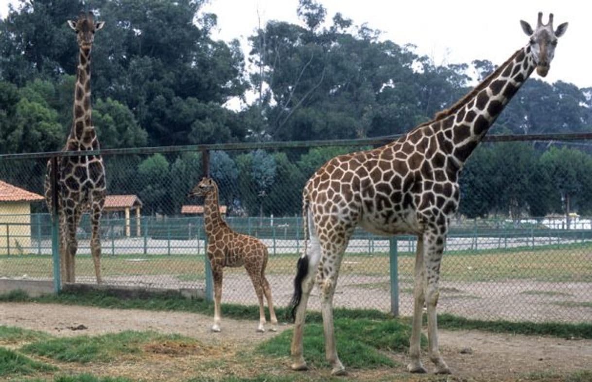 Lugar Zacango Ecological Park