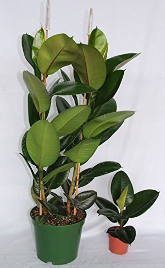 Product Ficus Robusta