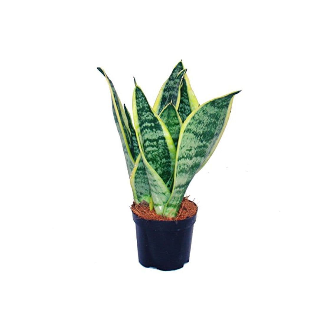 Product Sansevieria trifasciata