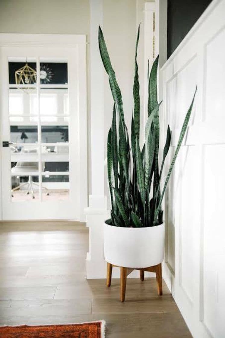 Product Sansevieria trifasciata - 19cm pot - total height