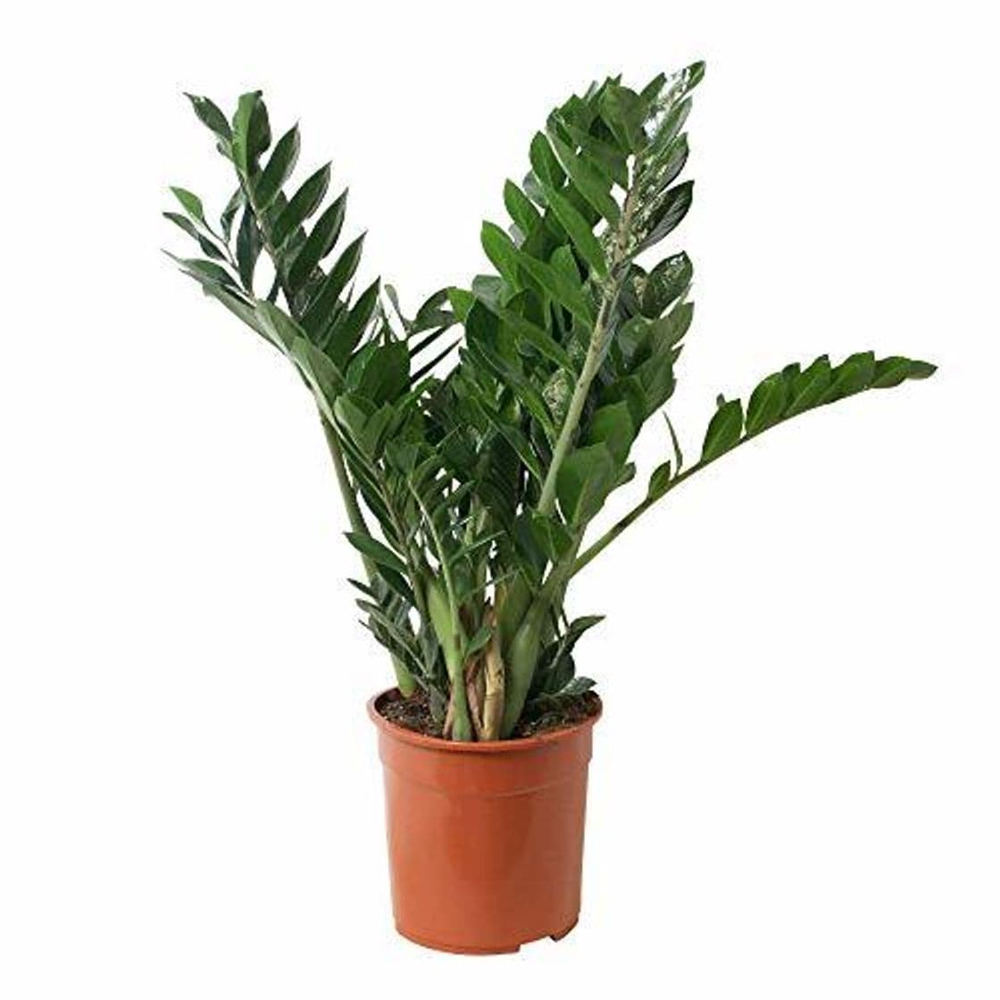 Product Zamia Palmera Zamioculcas zamiifolia 60cm