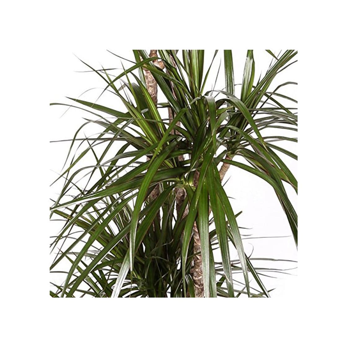 Product Dracaena Marginata - Maceta 20cm. - Altura aprox. 1m - 3 Troncos