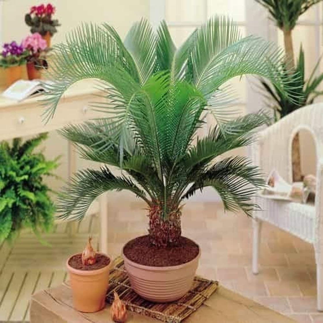 Product TOMASA Jardin- Palm chamaedorea jardín exótico hollyhock hardy perenne palmera plantas de interior