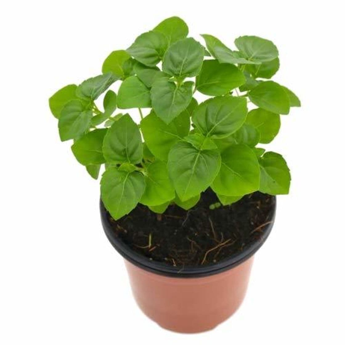 Product Albahaca Perenne 10cm Ocimum Gratissimum Albahaca de Clavo Planta Aromática y Culinaria