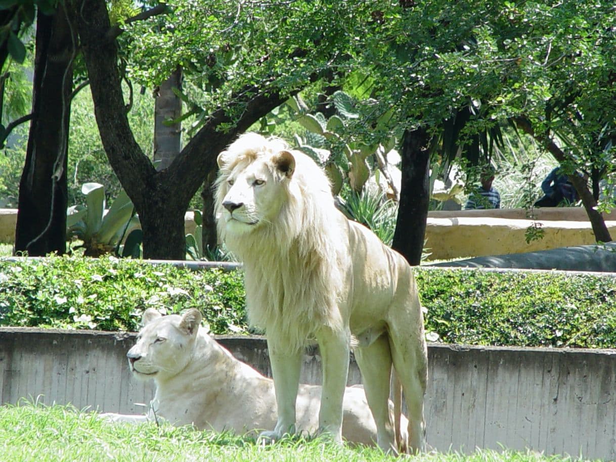 Lugar Zoológico Guadalajara