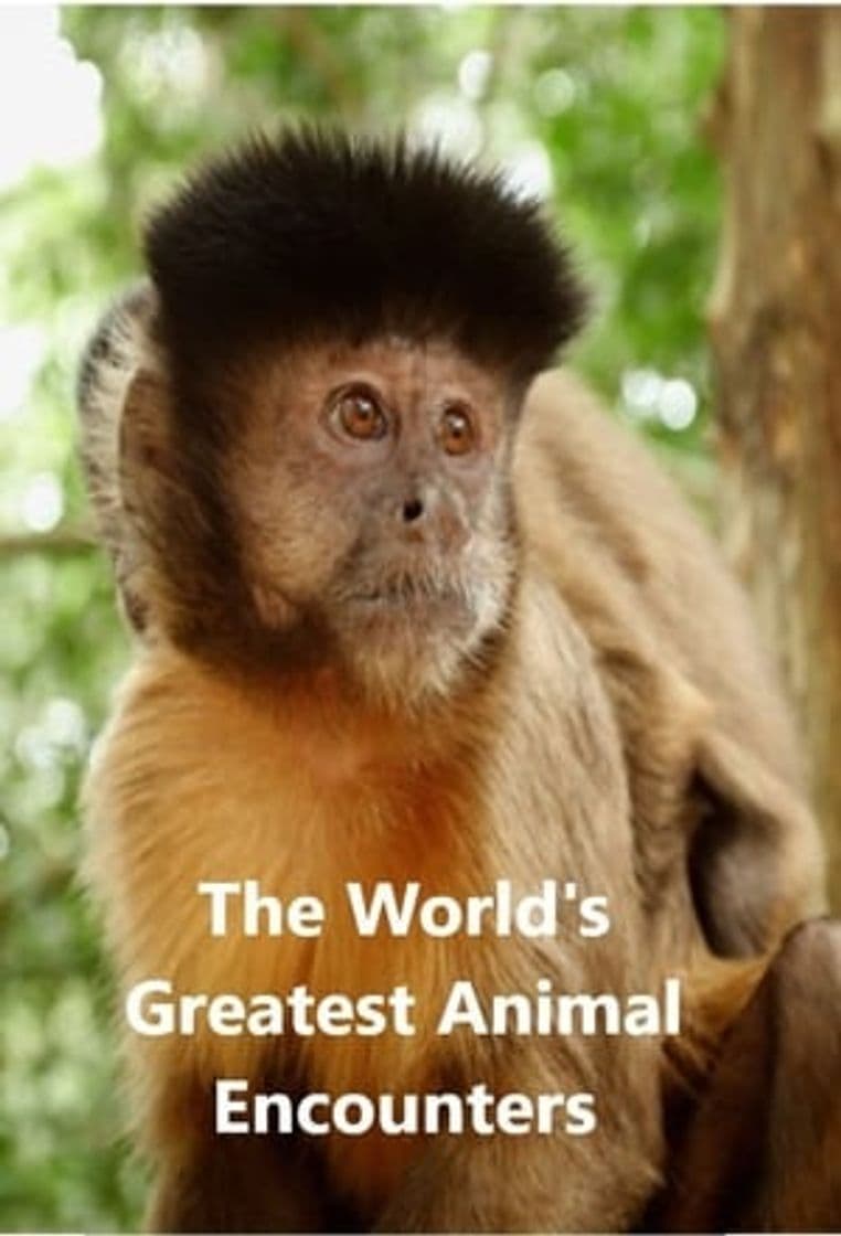 Serie World's Greatest Animal Encounters