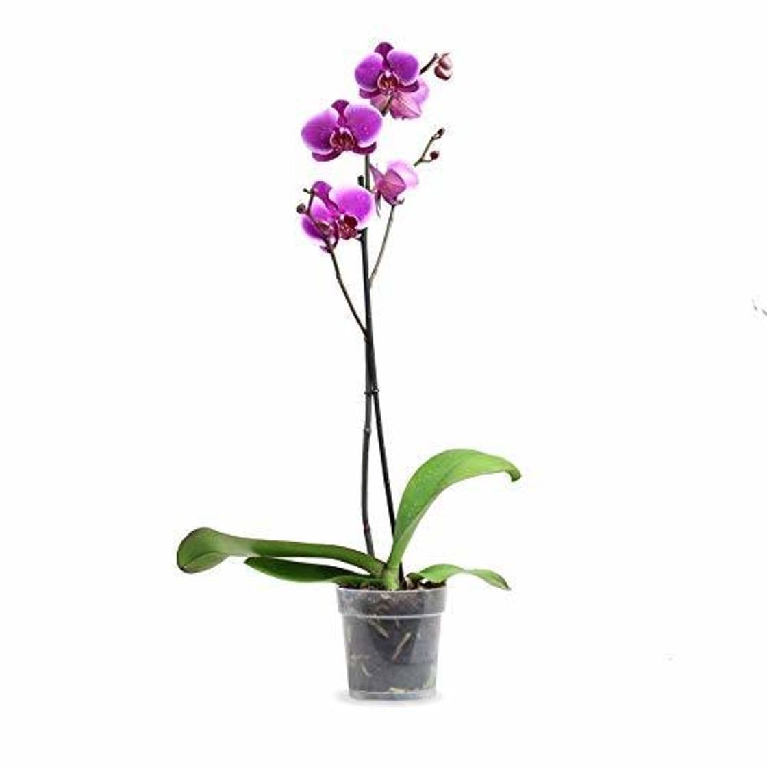 Producto Orquídea Phalaenopsis