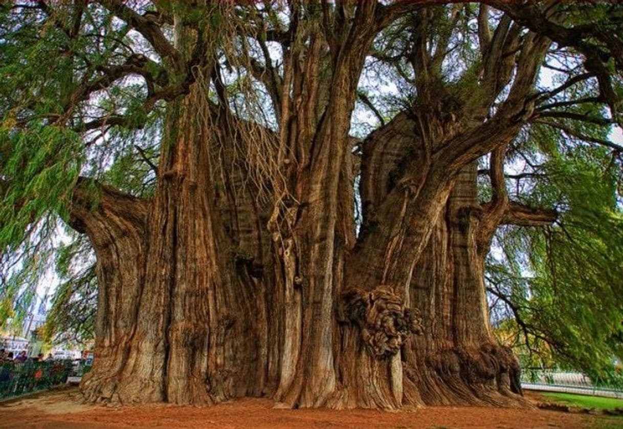 Place Árbol del Tule