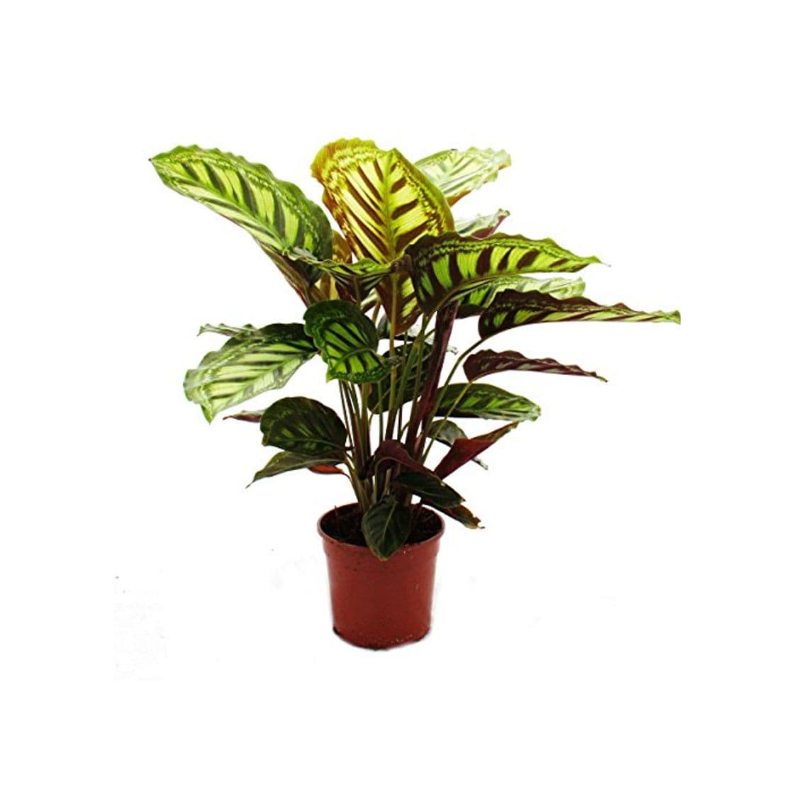 Product Shadowplant with unusual leafpatterns