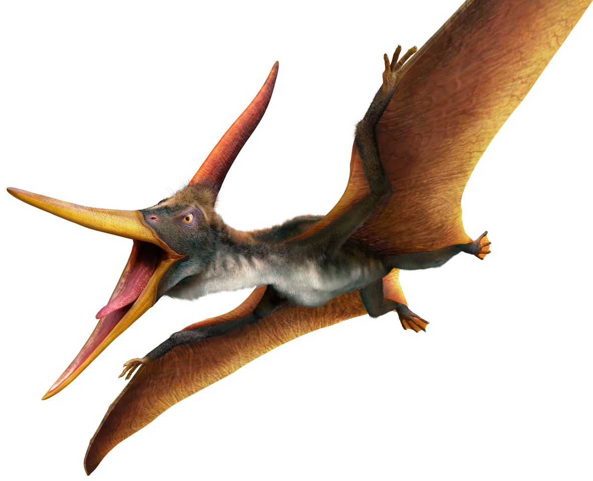 Moda Pteranodon