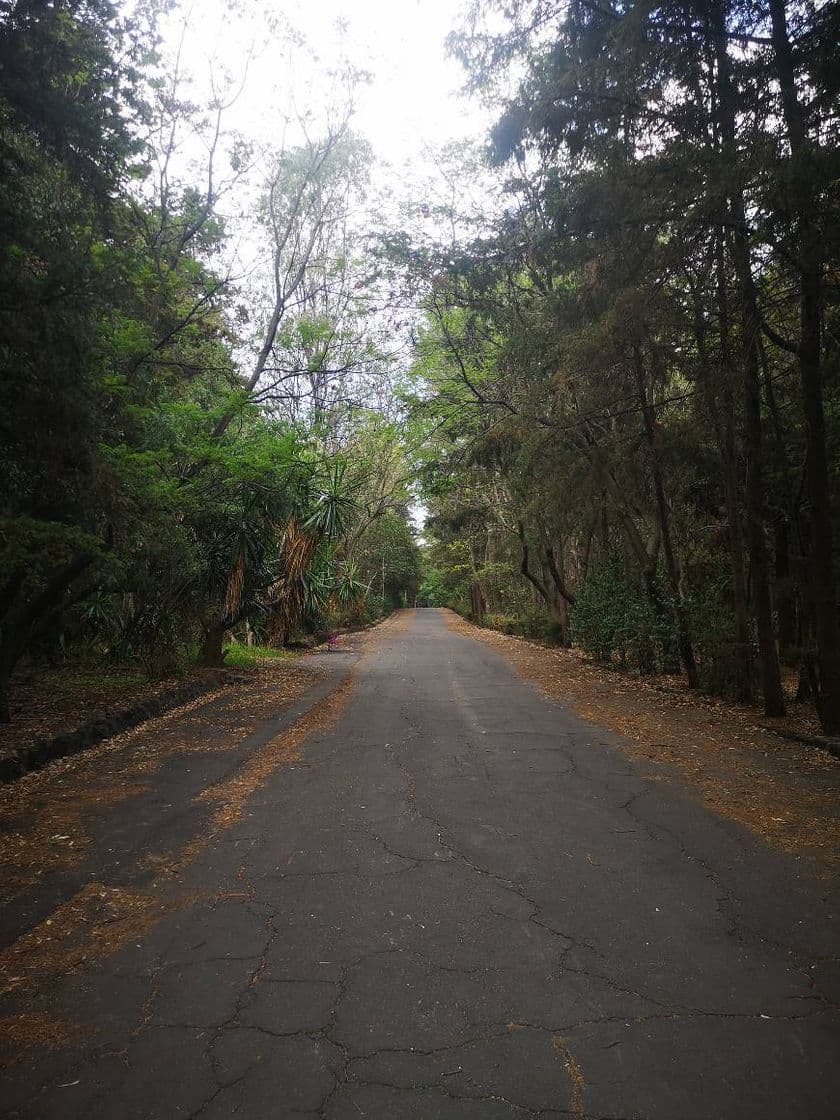 Lugar Bosque de Tlalpan