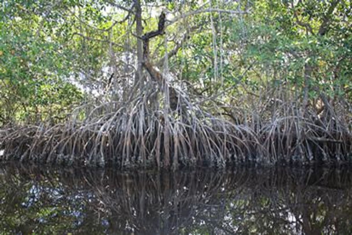 Place Manglar de Tecoluta