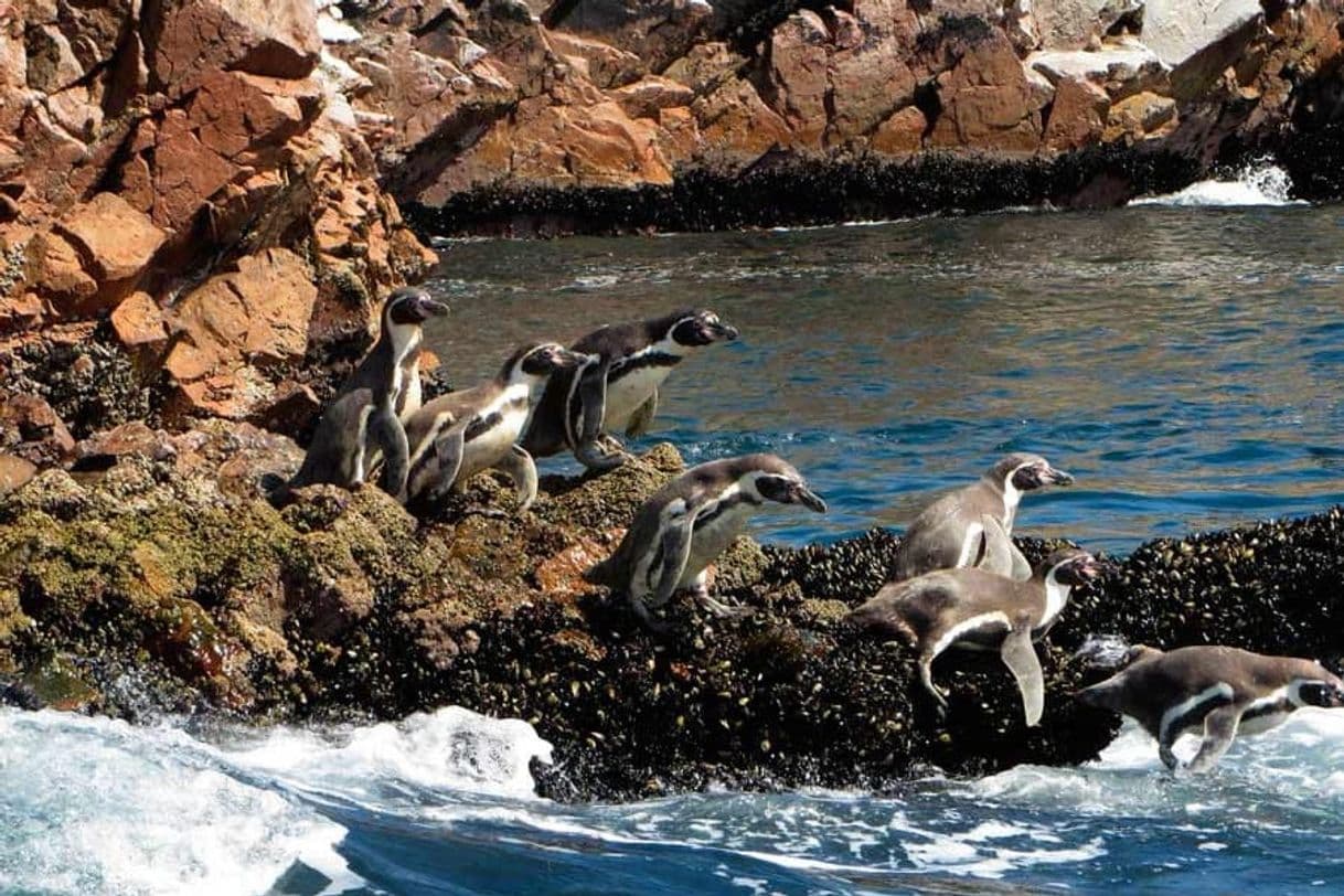 Place Candelabro Travel (Islas Ballestas)